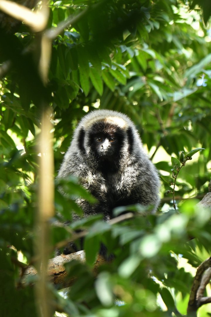 Barbara Brown's titi monkey (Callicebus barbarabrownae)