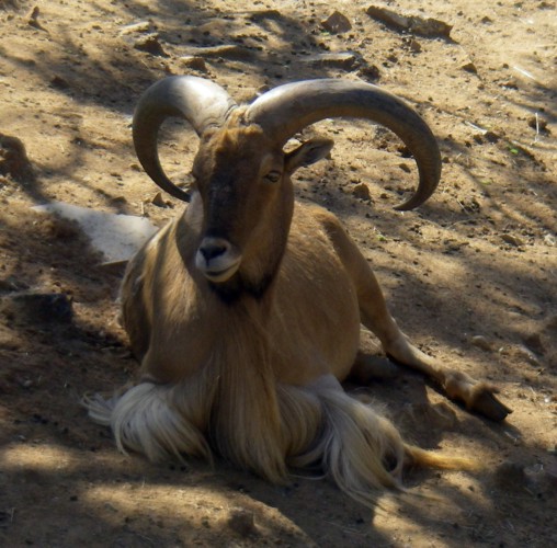 Barbarian Sheep (Ammotragus lervia)