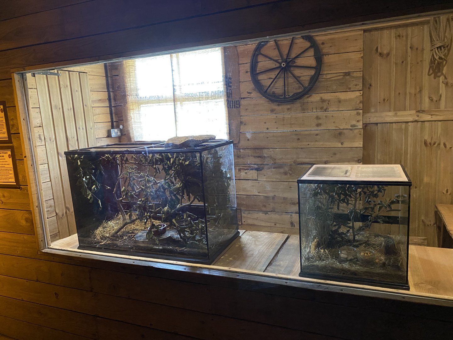 Barbary and Pygmy mice tanks