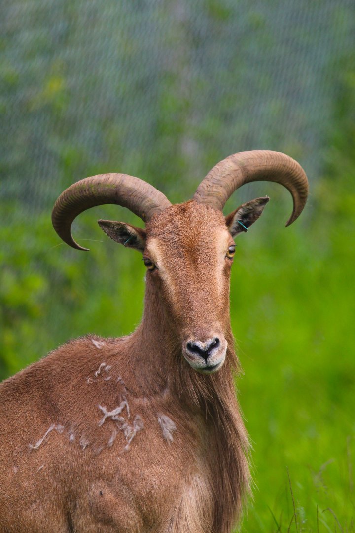 Barbary Aoudad (Sheep)- 11th June 2024