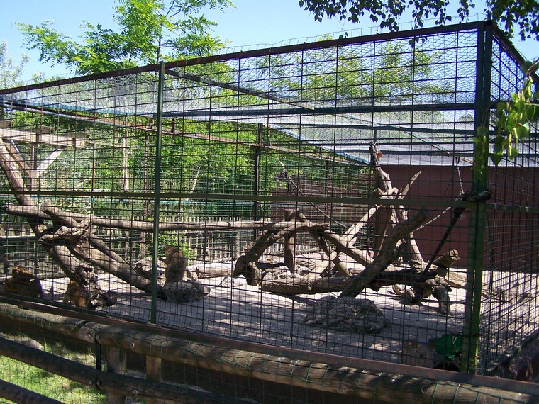 Barbary ape enclosure
