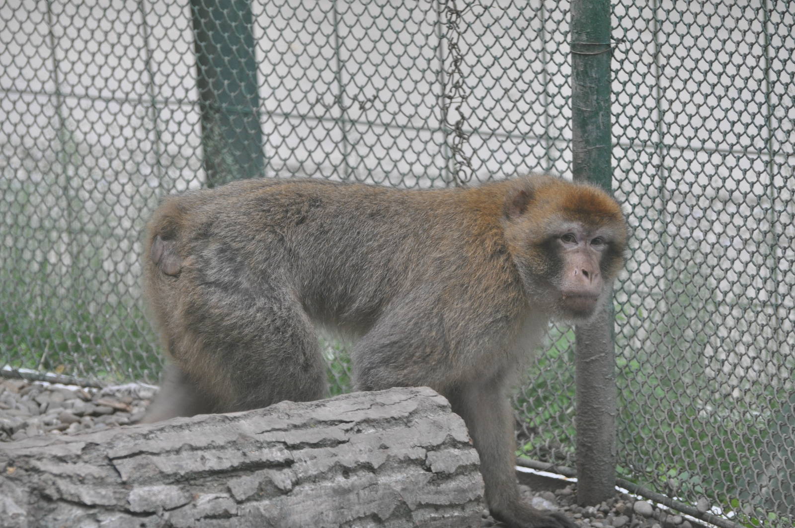 Barbary ape/ Macaca sylvanus