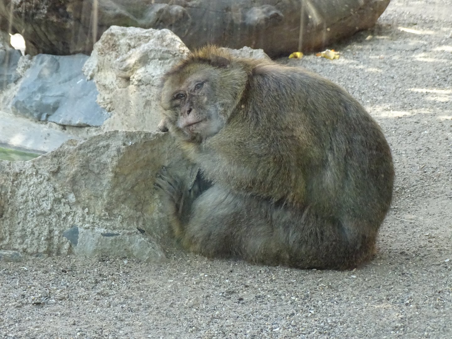 Barbary ape (Macaca sylvanus)