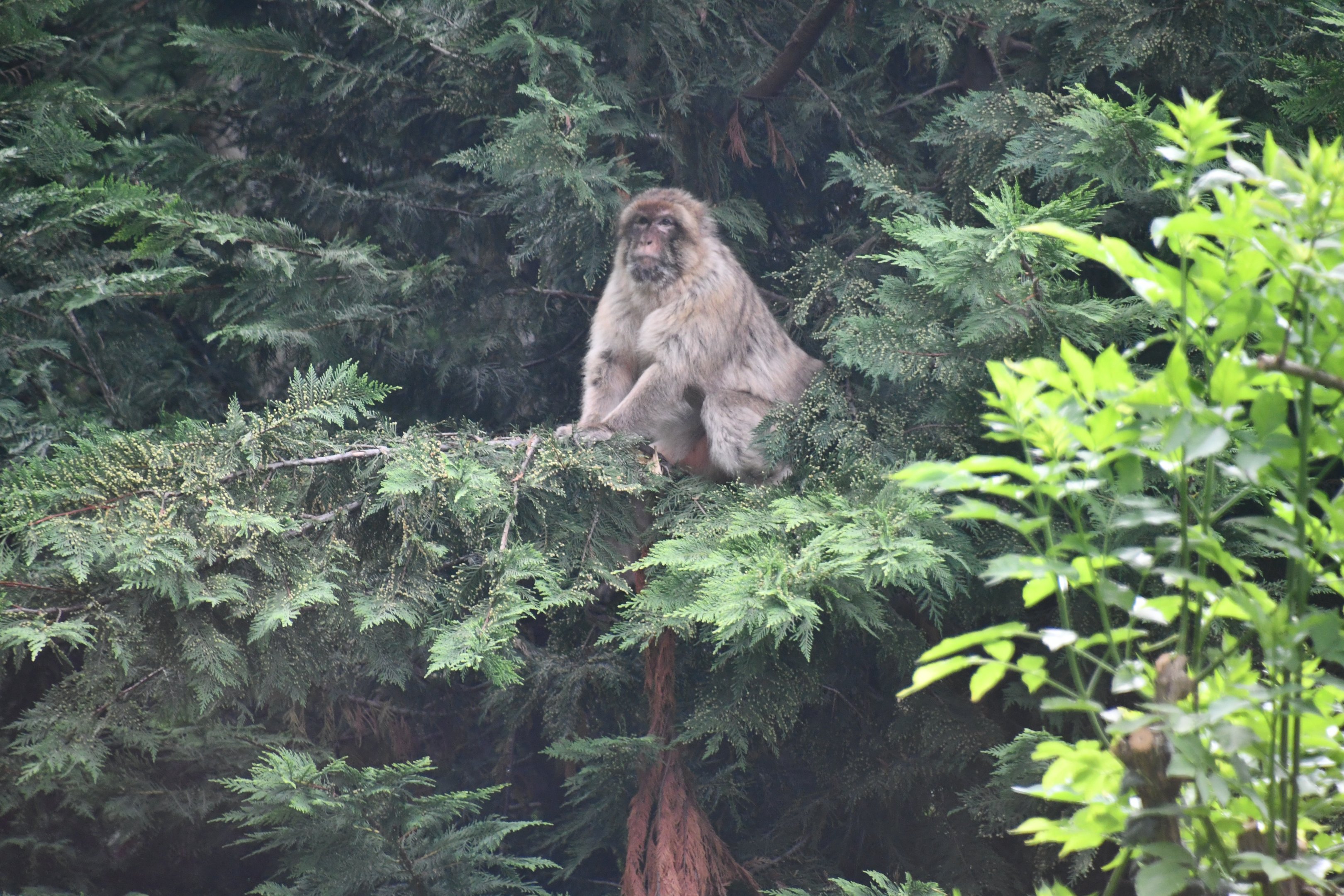 Barbary Ape