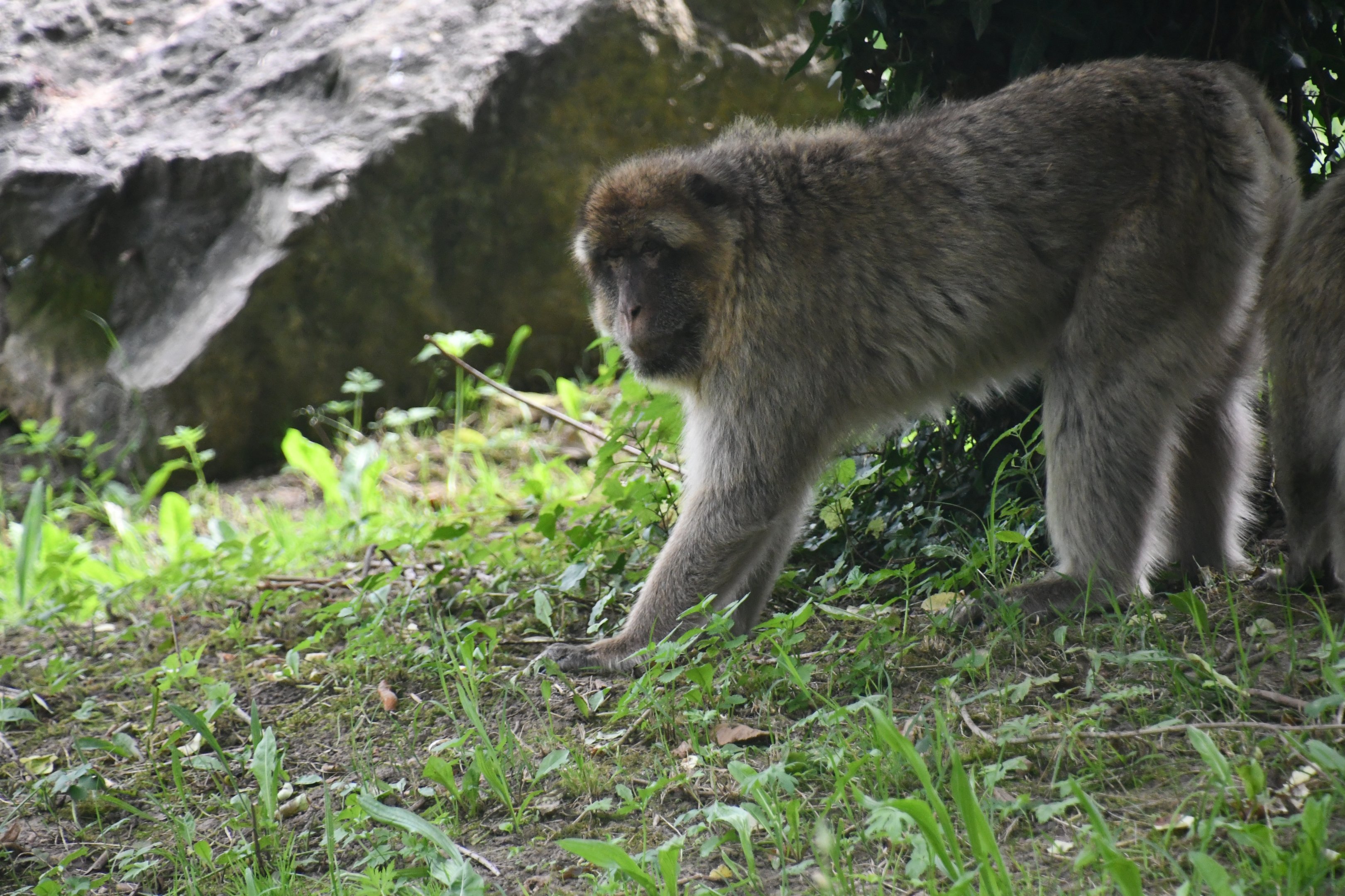 Barbary Ape