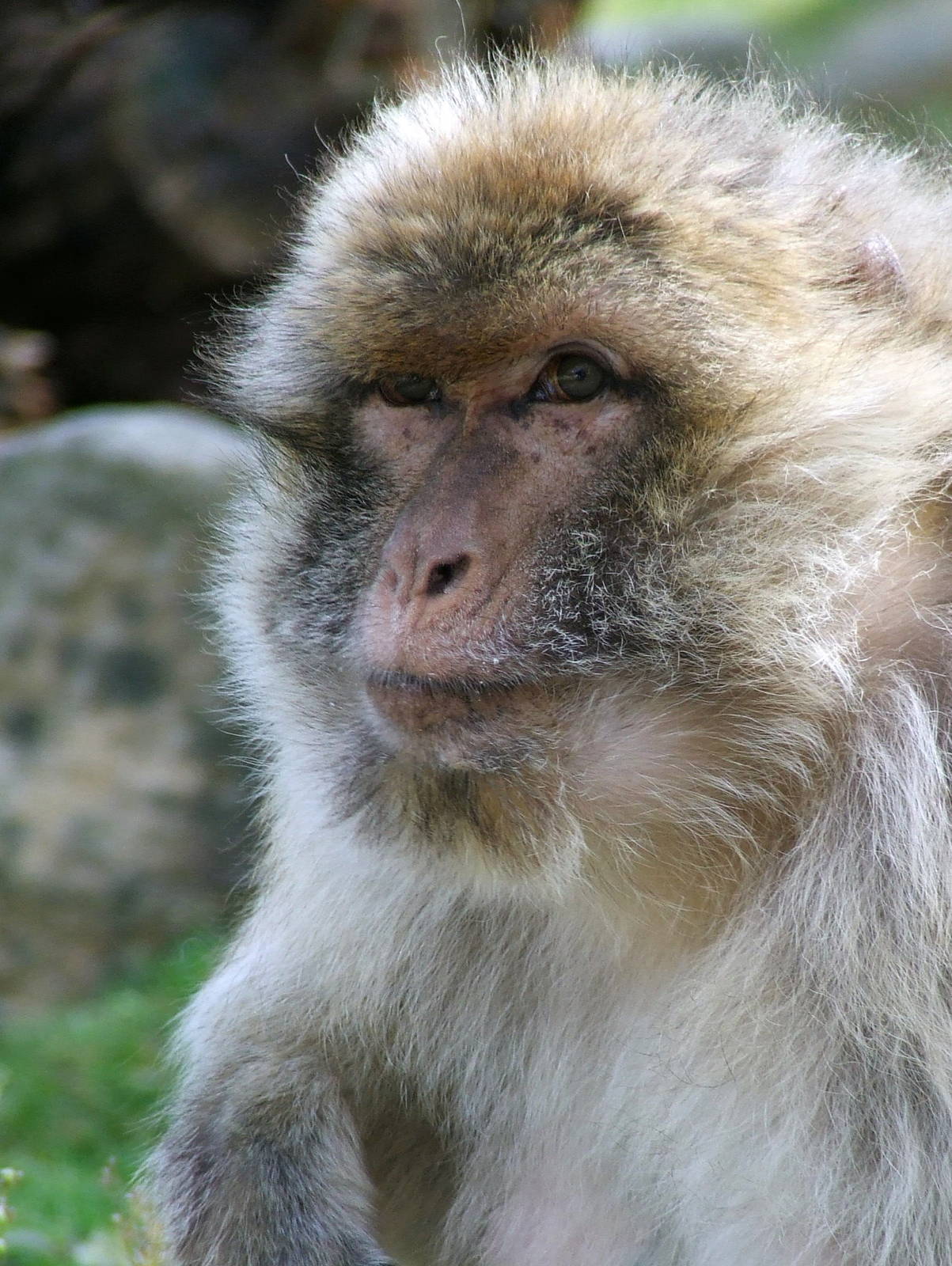 Barbary Ape