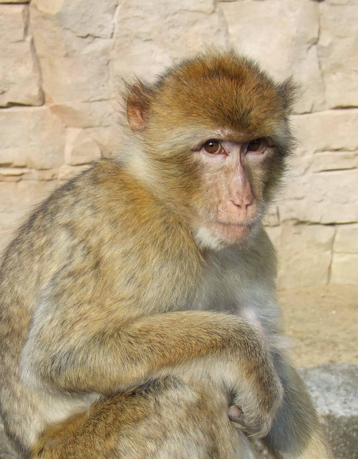Barbary Ape