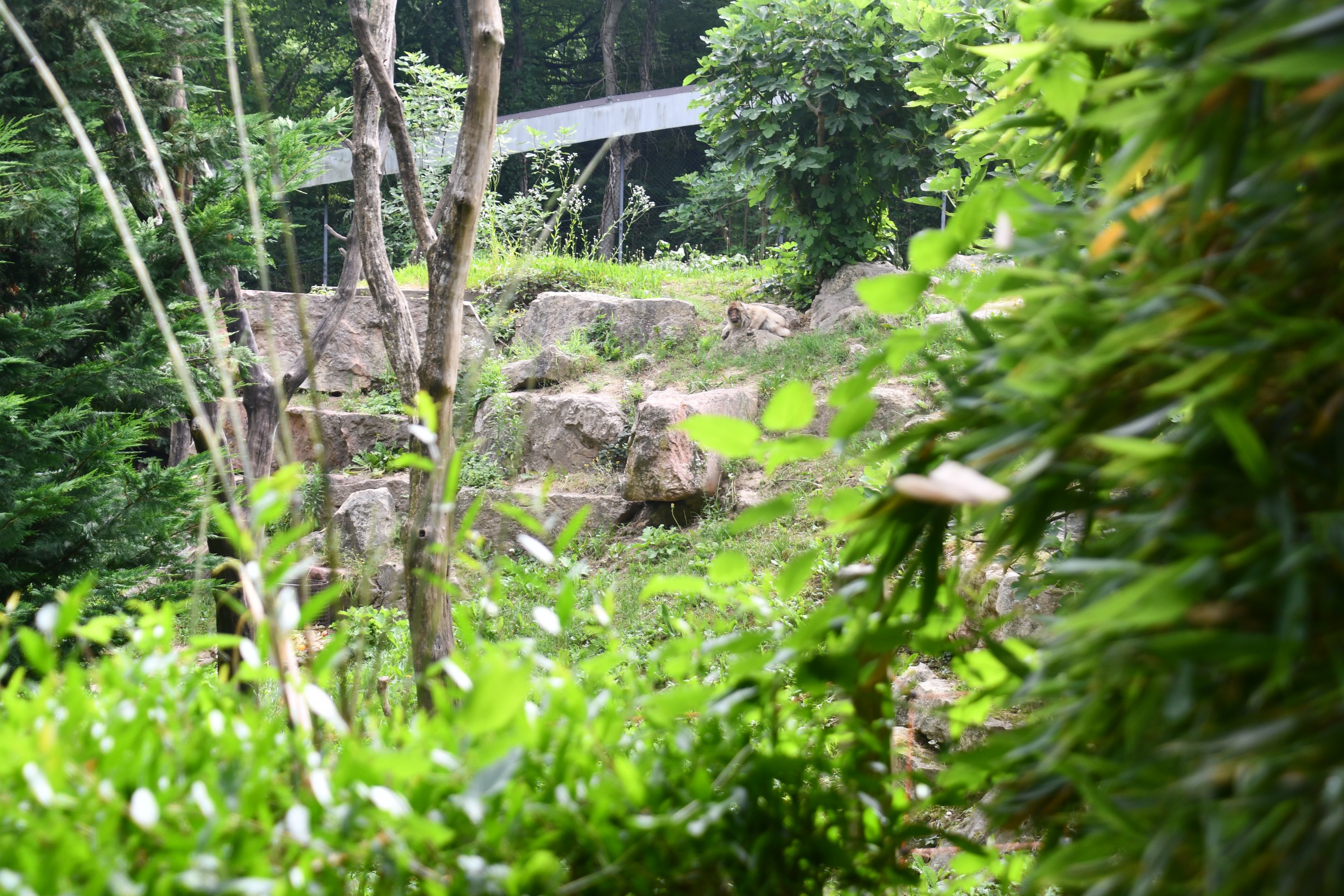 Barbary Apes exhibit
