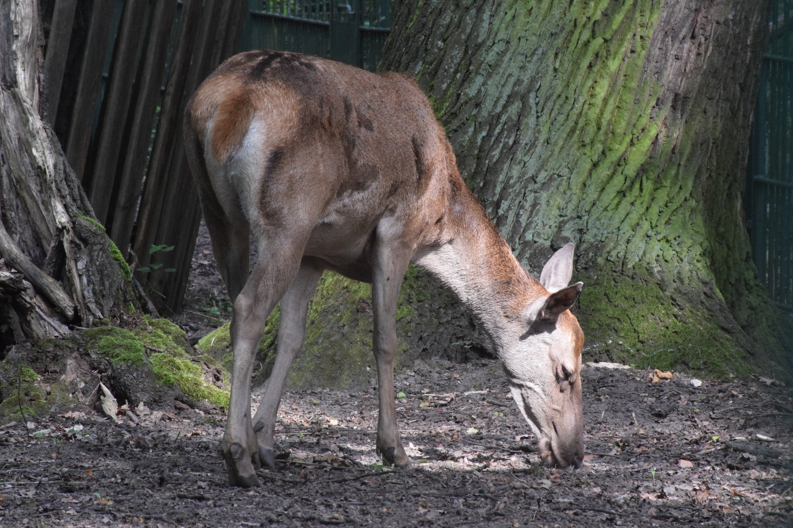 Barbary deer - August 2023