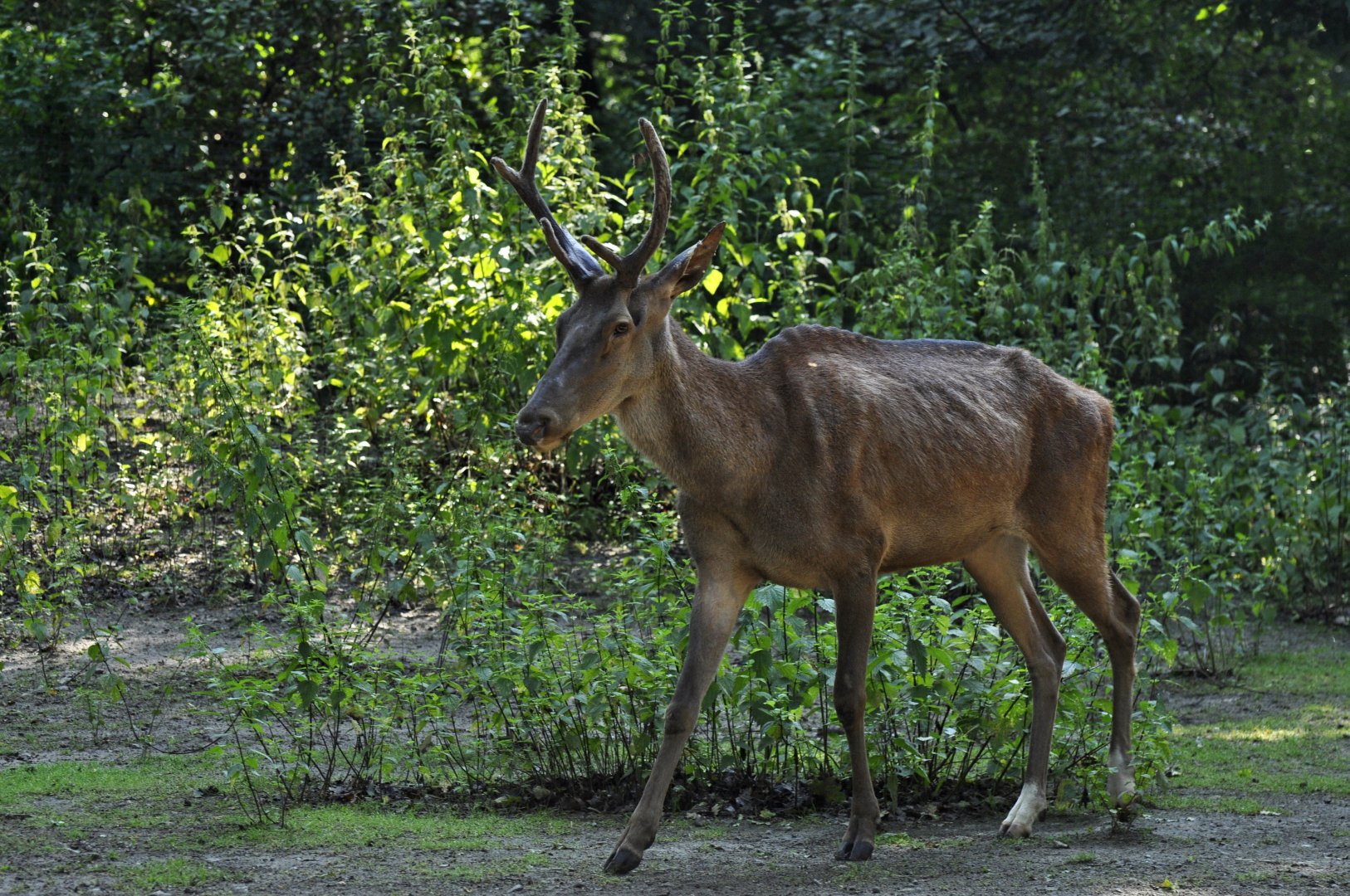 Barbary deer (Cervus elaphus barbarus)