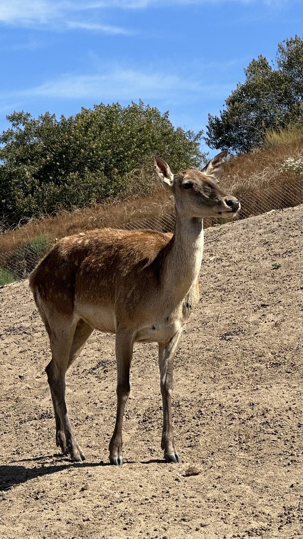 Barbary Deer Hind
