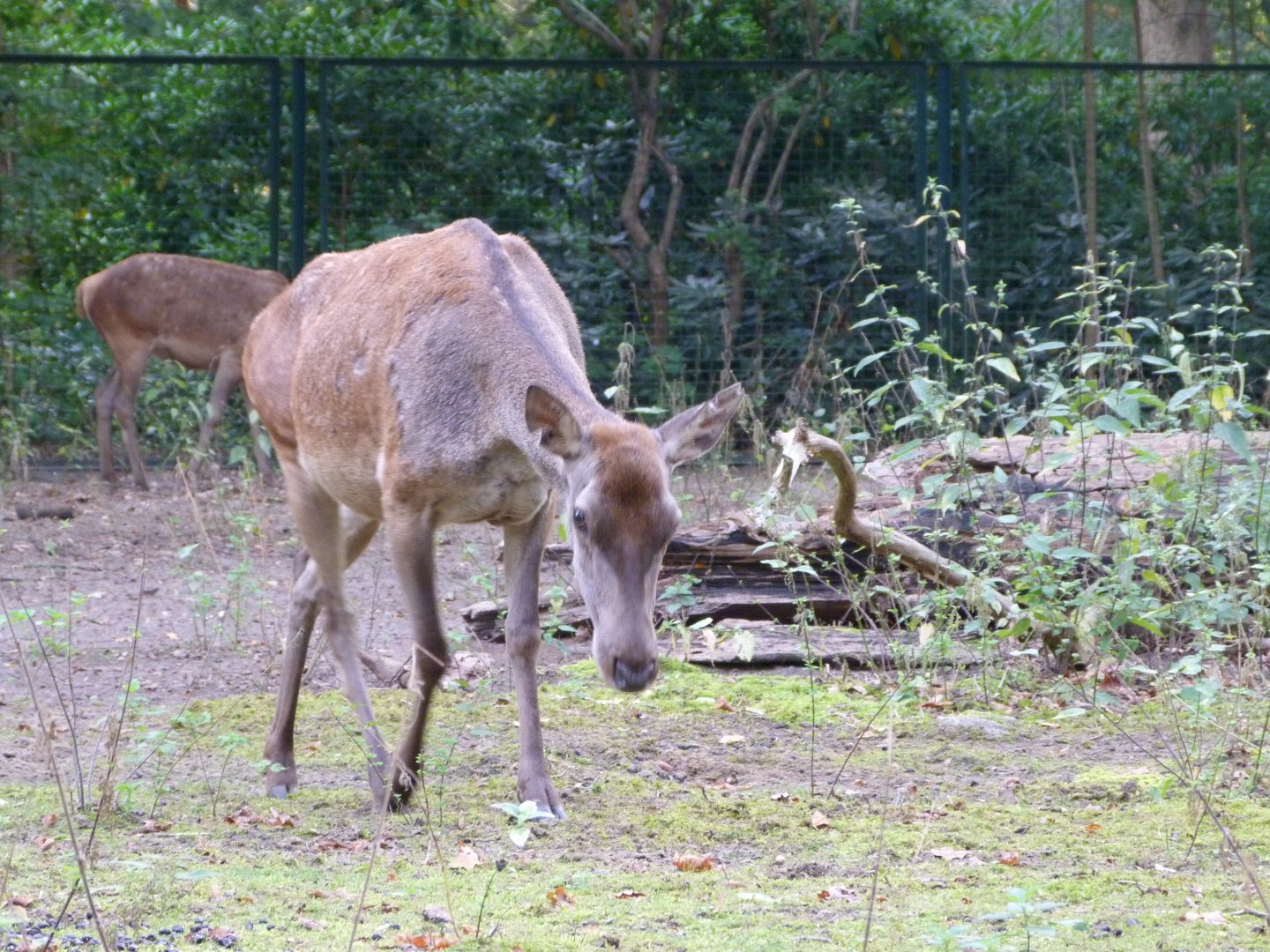Barbary deer -Tierpark Berlin (2024)