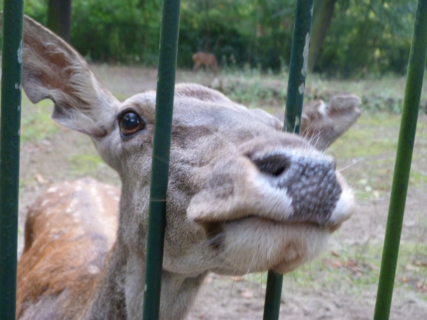 Barbary deer -Tierpark Berlin (2024)