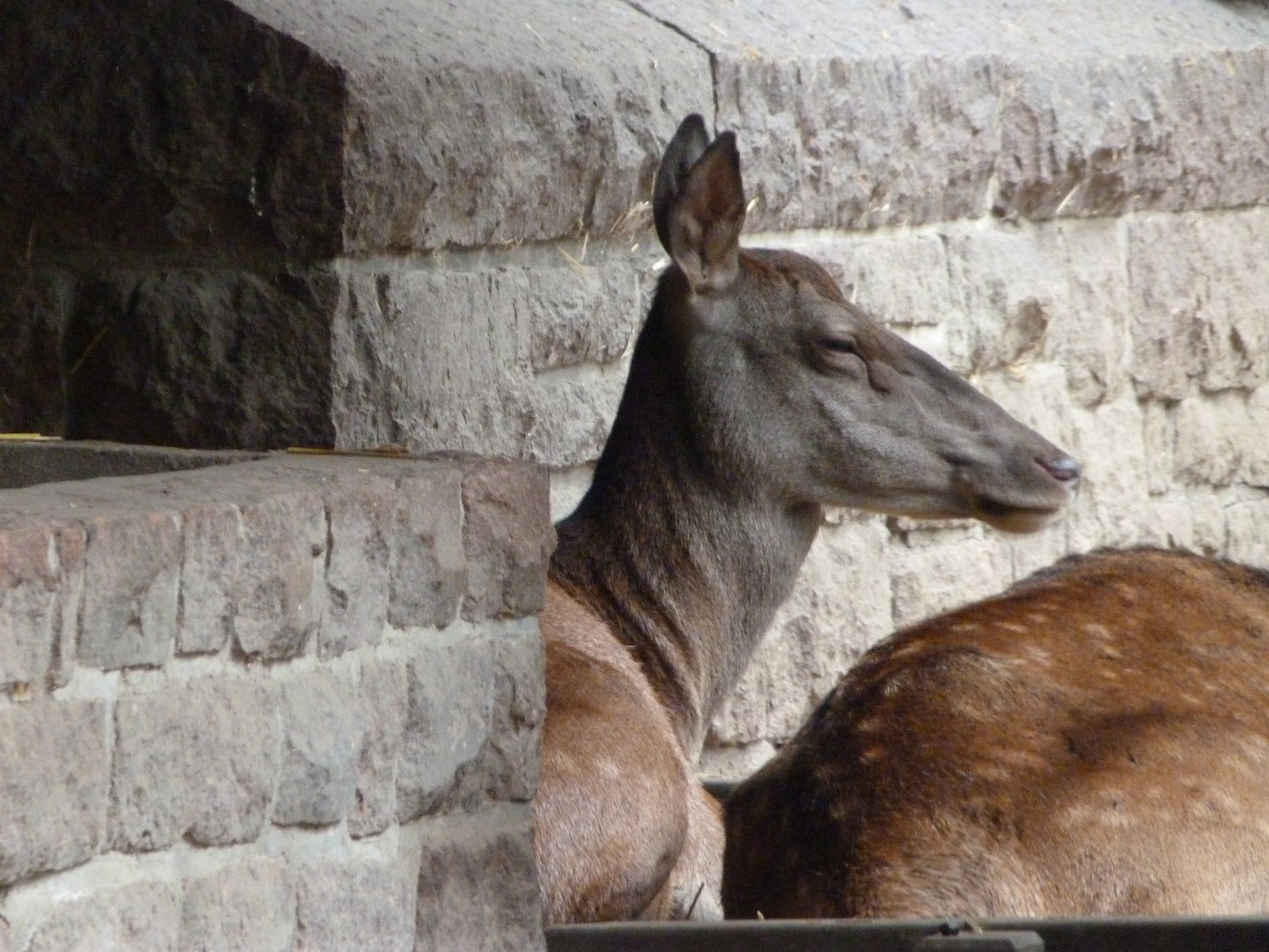 Barbary deer -Tierpark Berlin (2024)