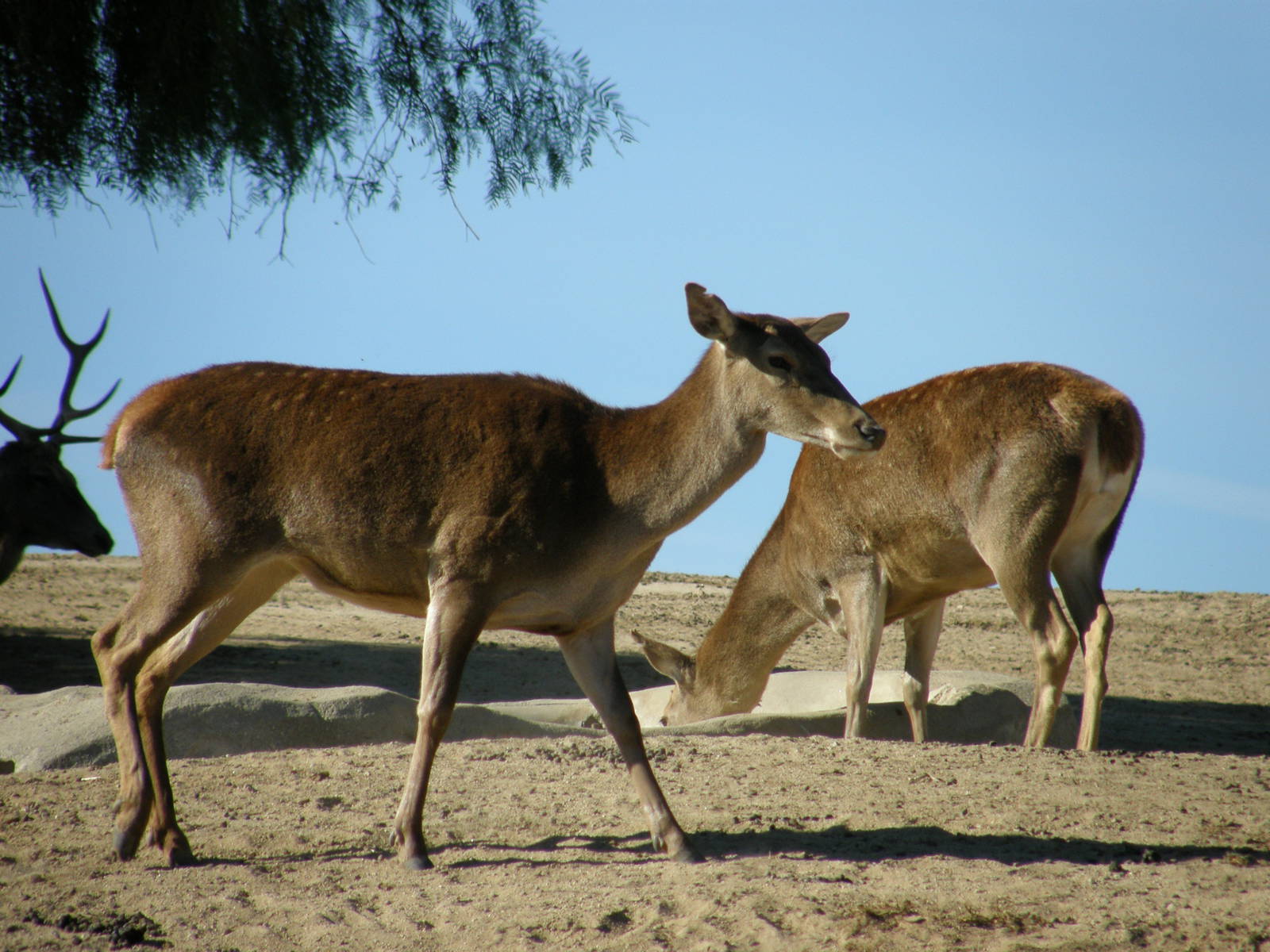 barbary deer