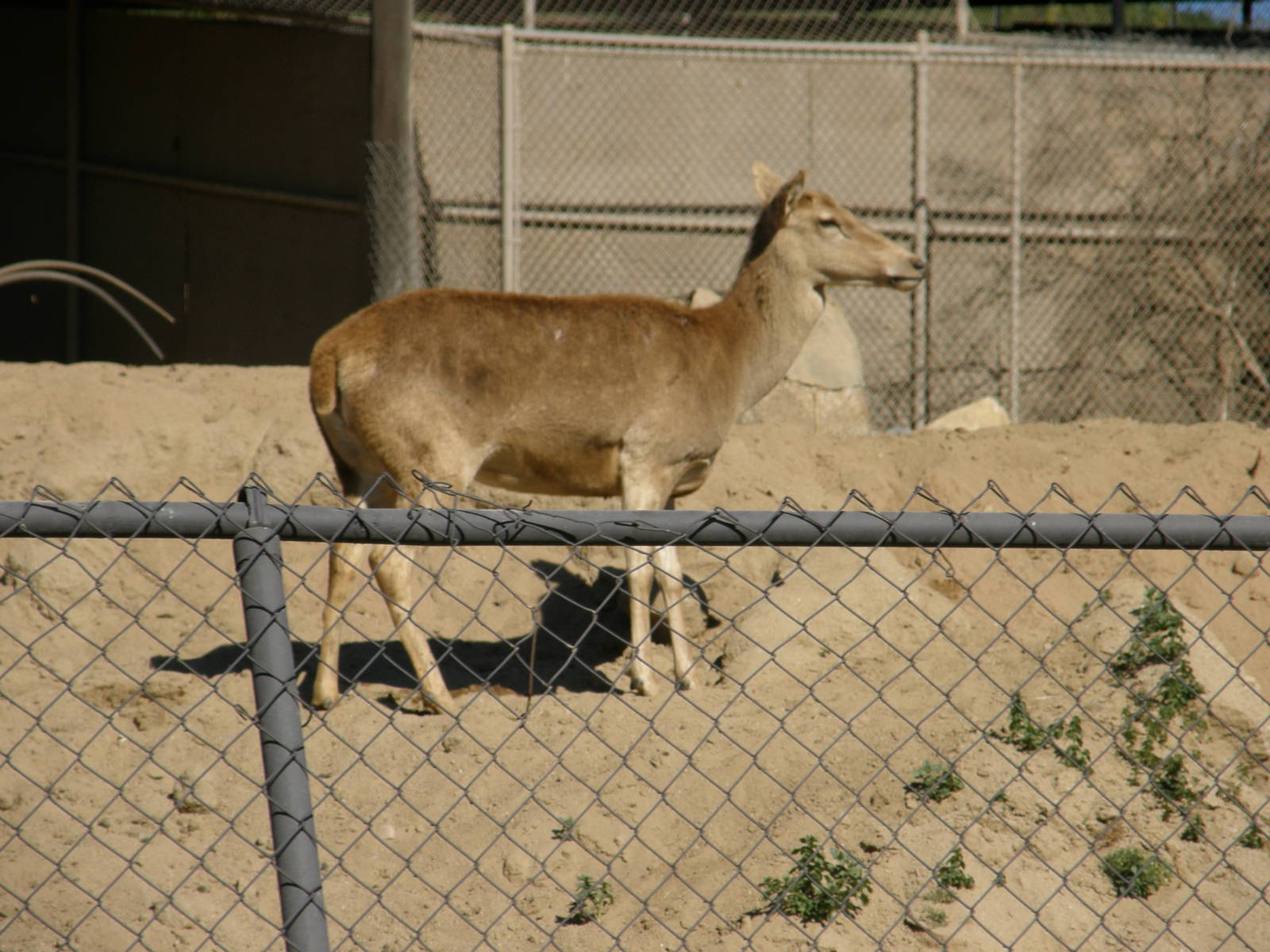 barbary deer