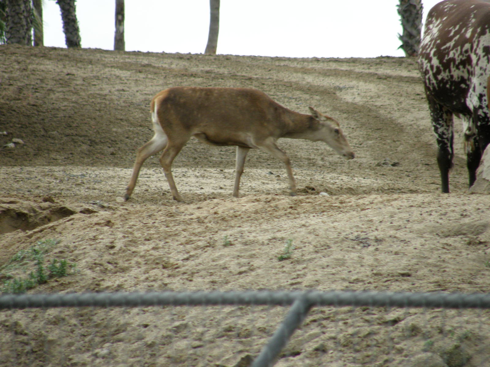 barbary deer