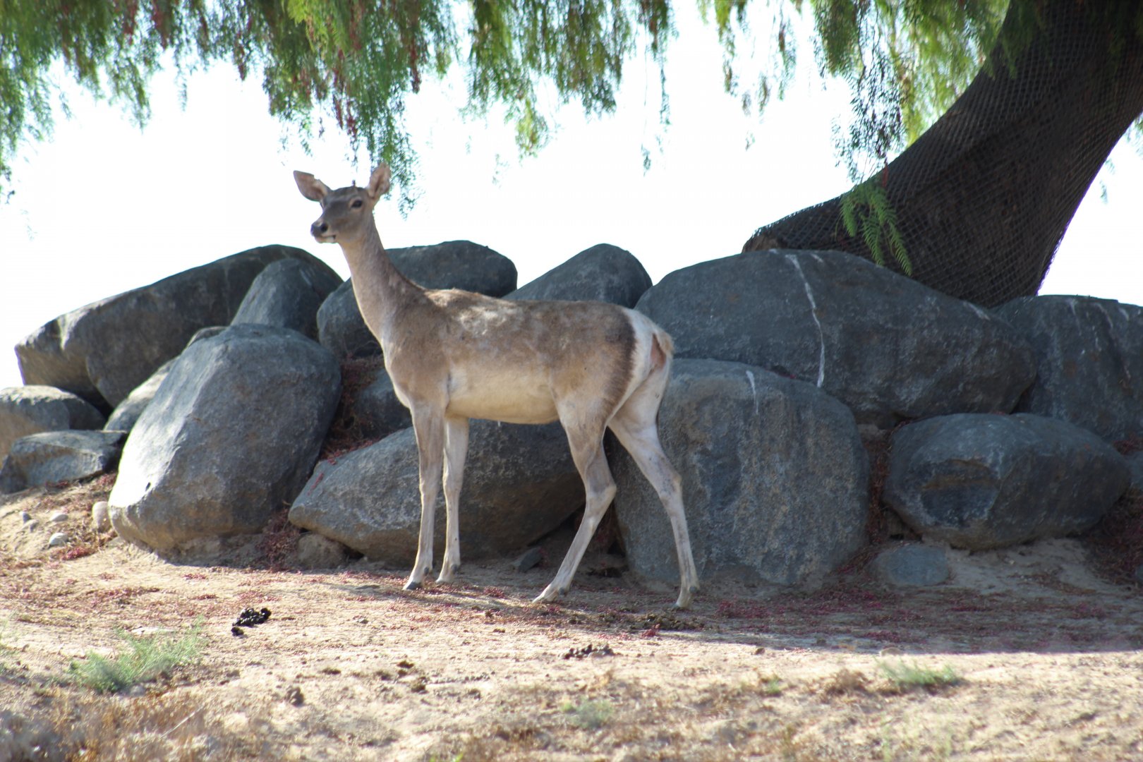 Barbary Deer