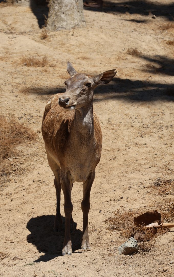 Barbary Deer