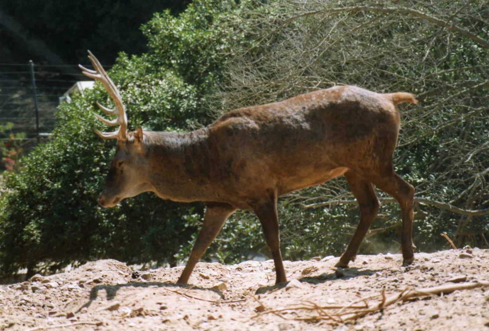 Barbary deer