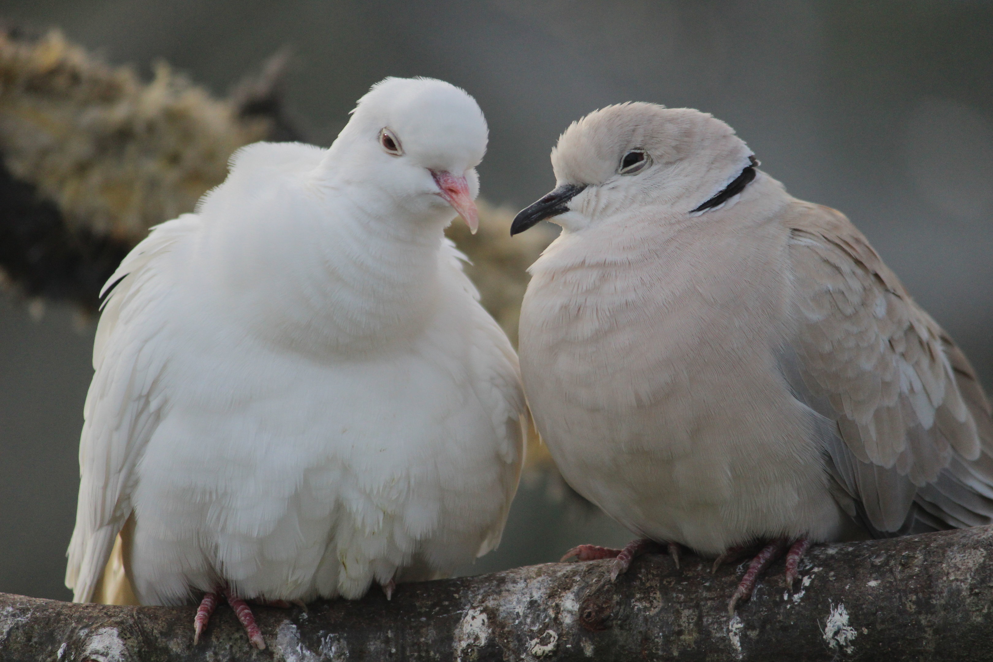Barbary Dove (common and white morphs), Virginia Lake Aviary