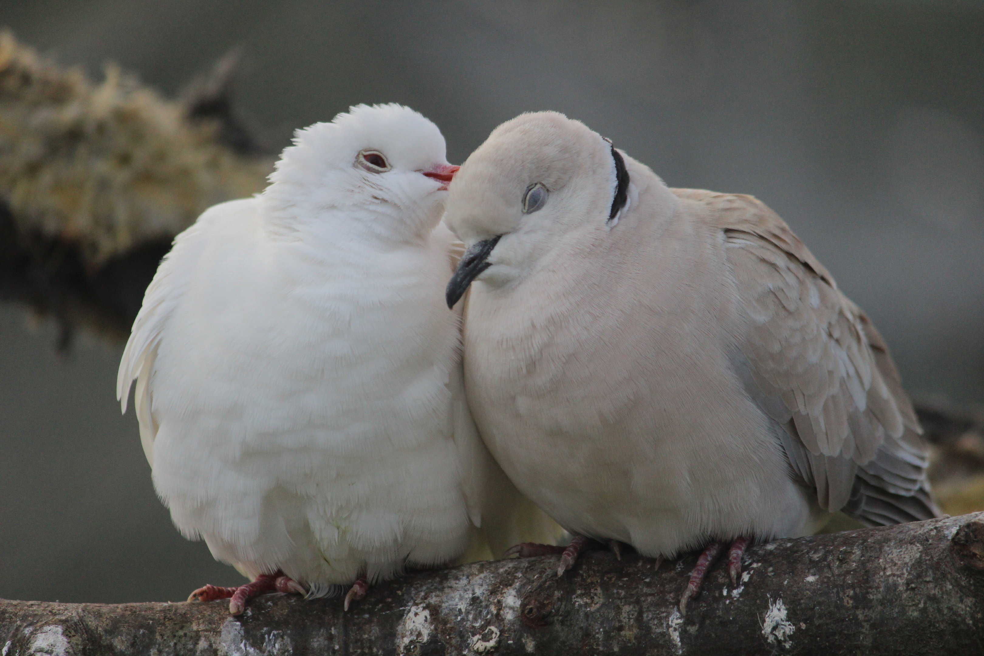 Barbary Dove (common and white morphs), Virginia Lake Aviary