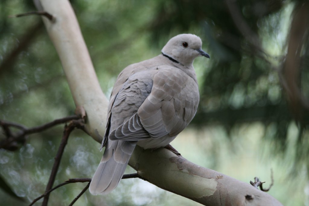 Barbary Dove in the walkthrough.