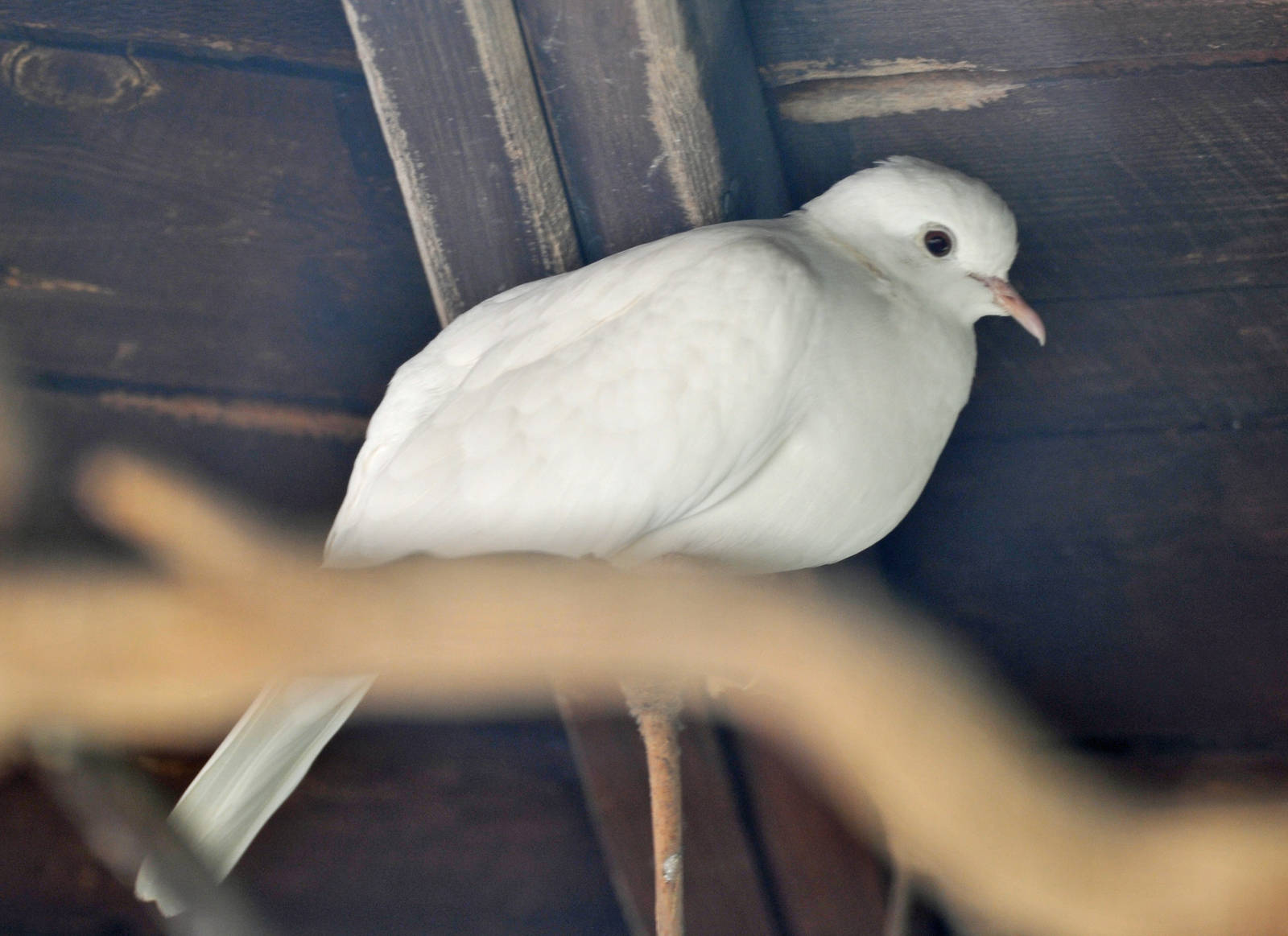 Barbary Dove or Java Dove