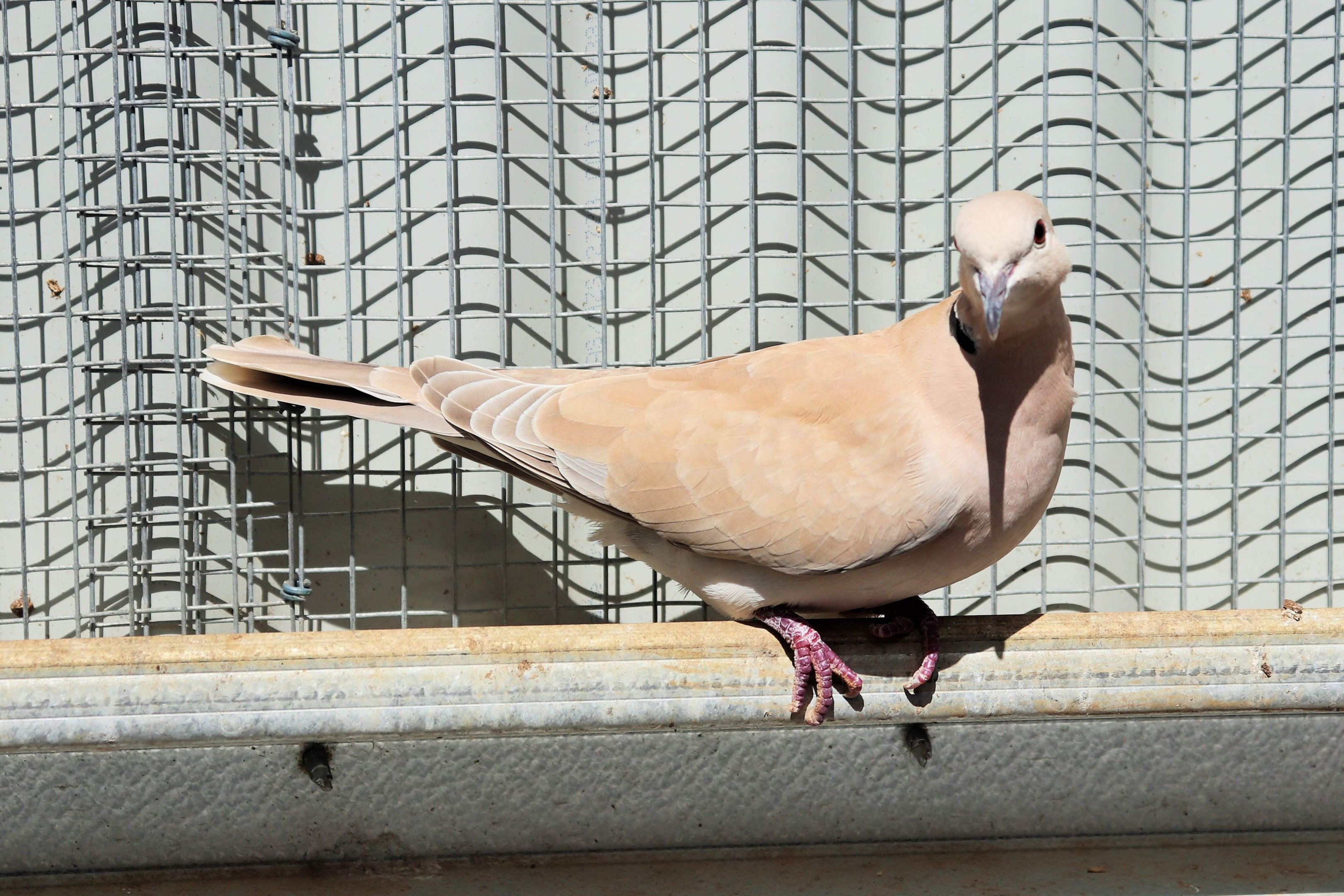 Barbary Dove (Streptopelia risoria)