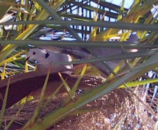 Barbary Dove (Streptopelia roseogrisea)
