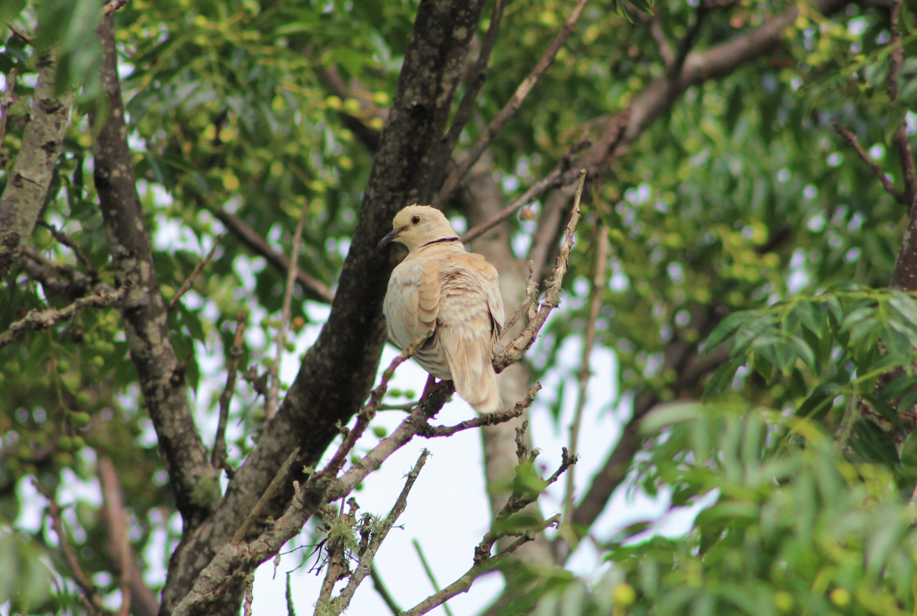 Barbary Dove (Streptopelia roseogrisea)