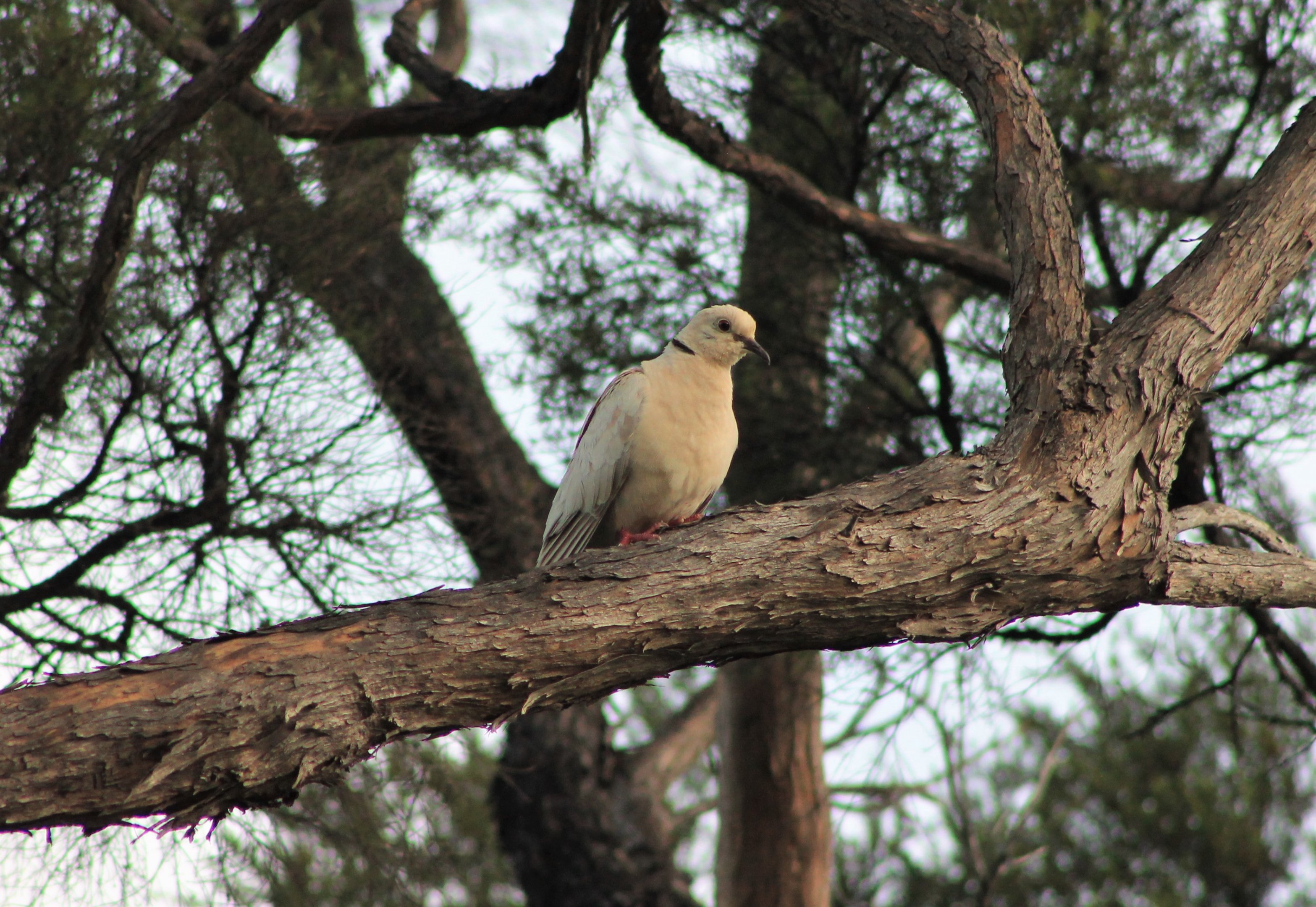 Barbary Dove (Streptopelia roseogrisea)
