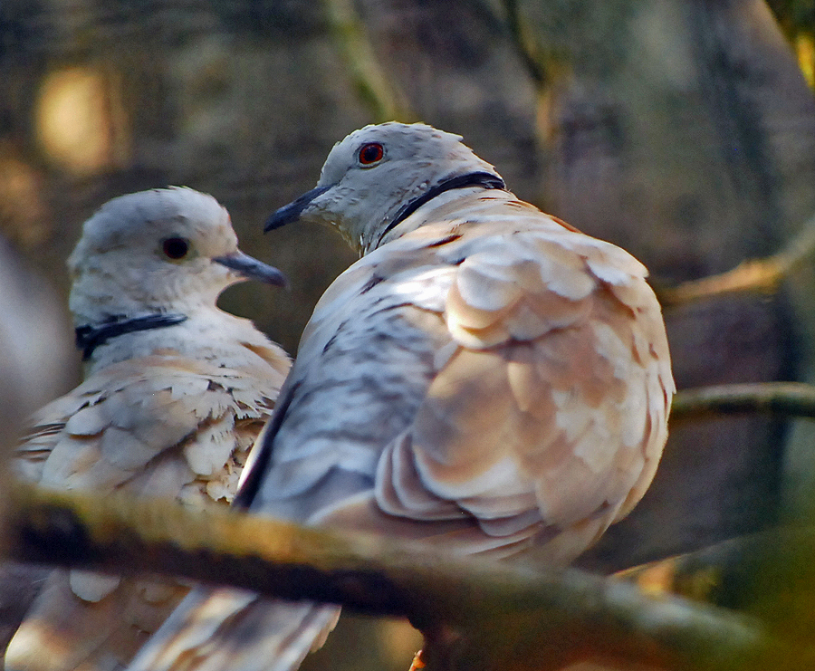 BARBARY DOVE