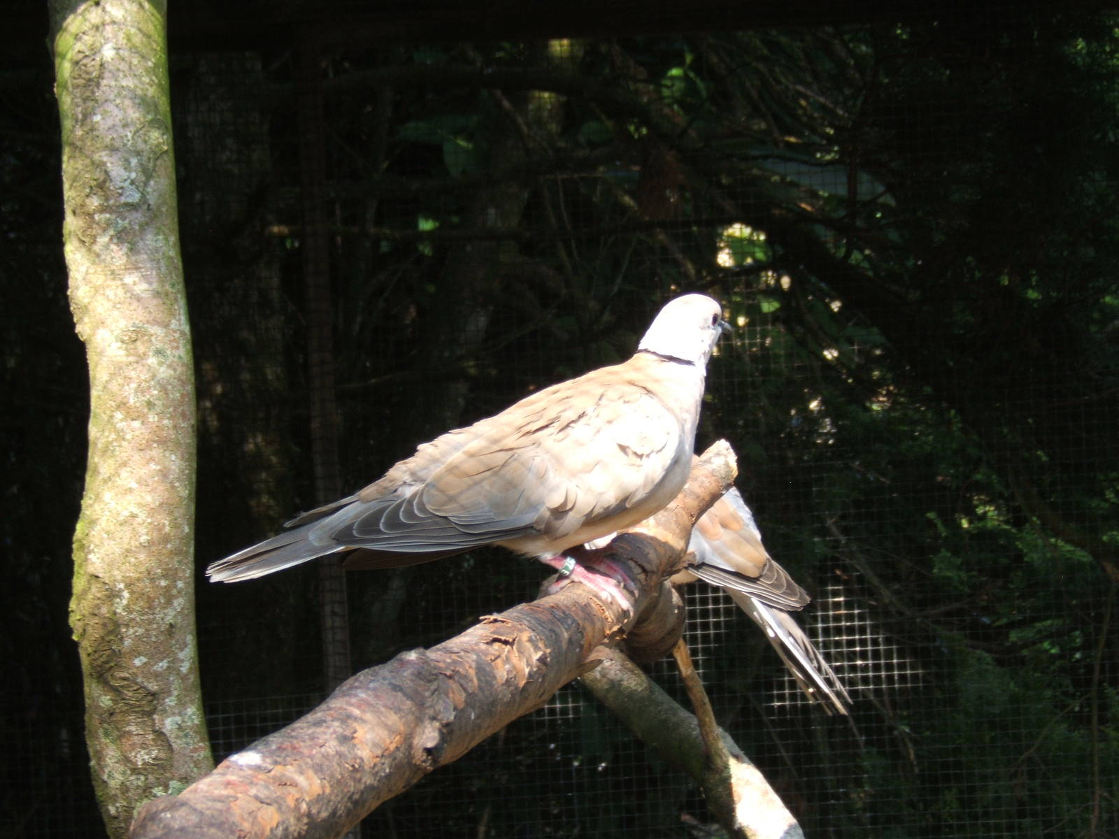 Barbary Dove