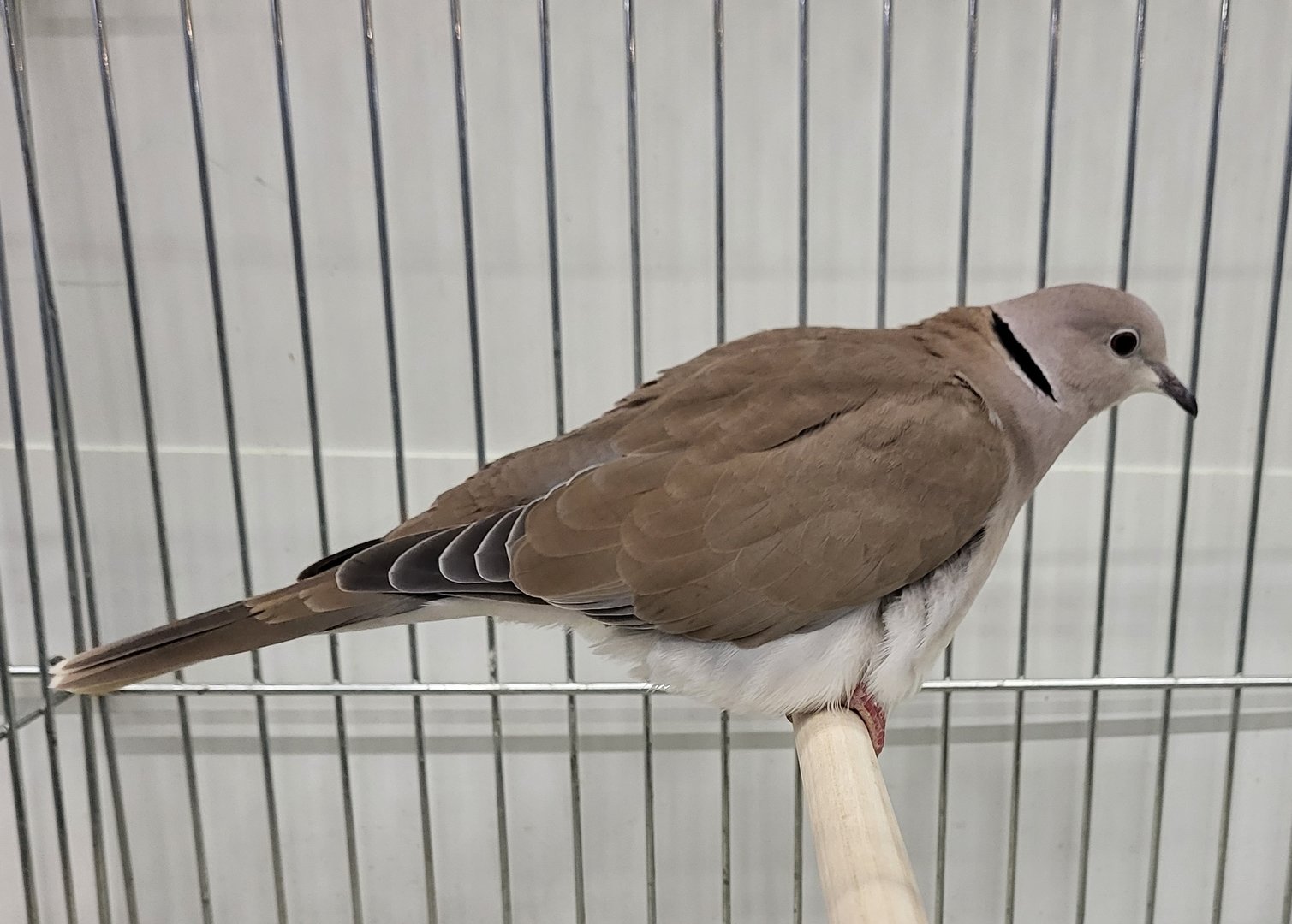 Barbary dove