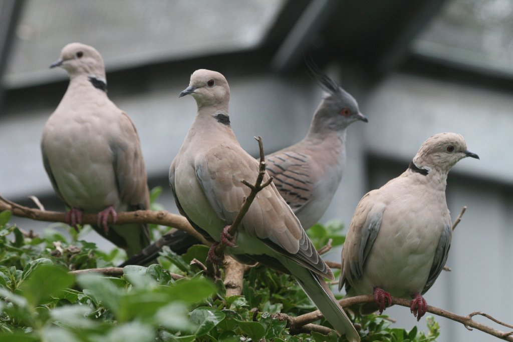 Barbary Doves and Crested Pigeon