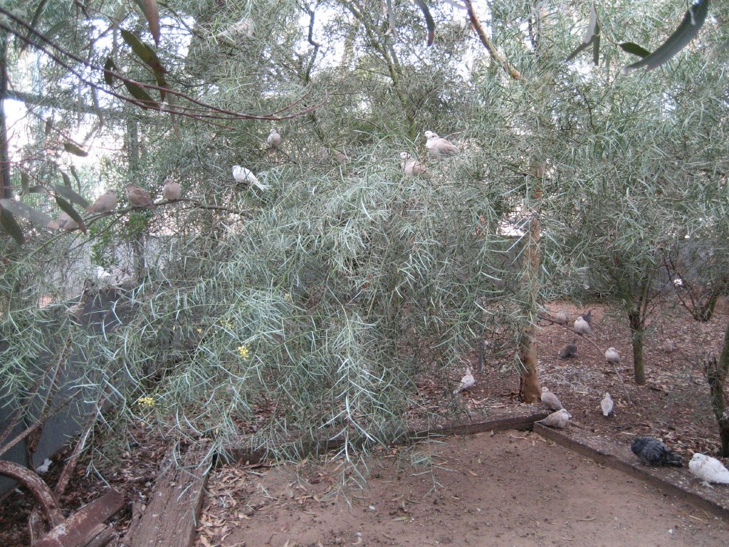 Barbary Doves in walkthrough aviary