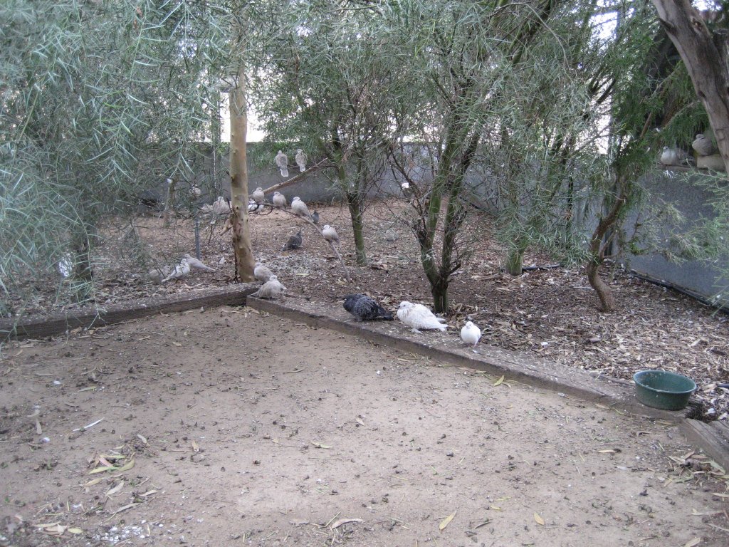 Barbary Doves in walkthrough aviary
