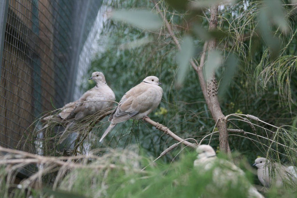 Barbary Doves