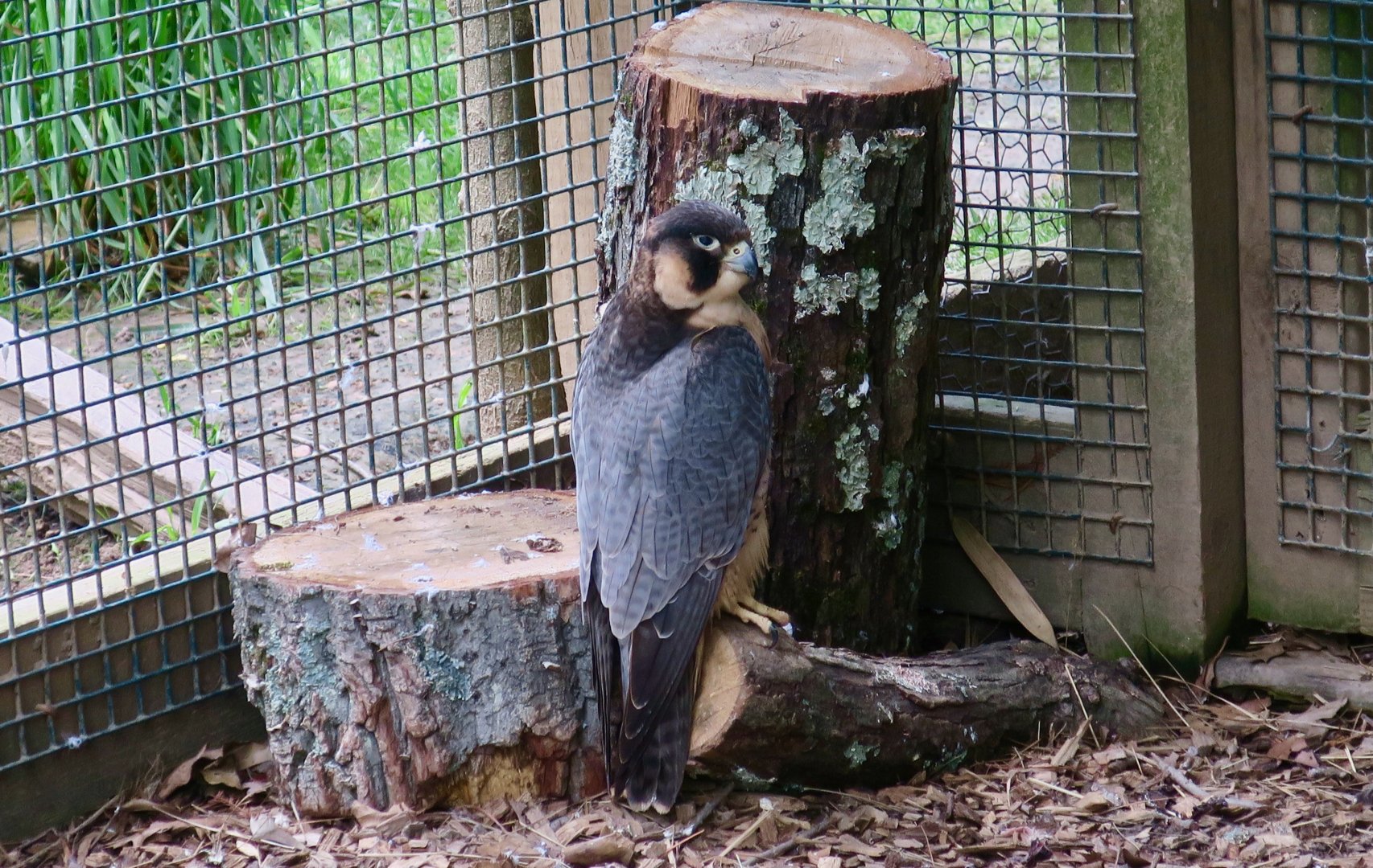 Barbary Falcon (Falco pelegrinoides)