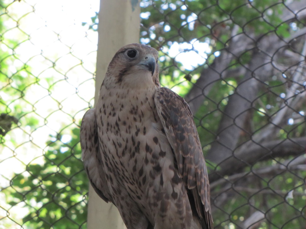 barbary falcon(tehran zoo)