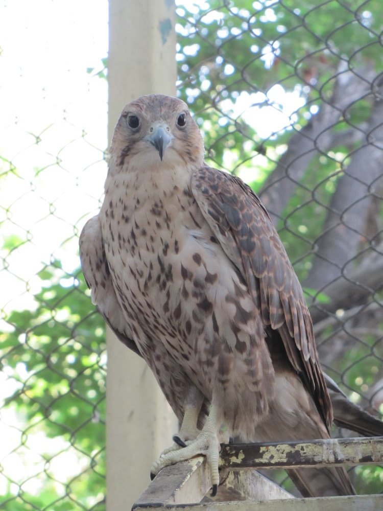 barbary falcon(tehran zoo)