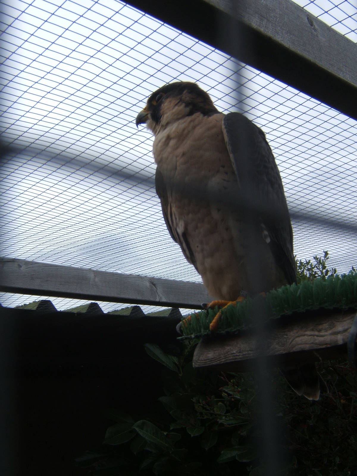 Barbary Falcon