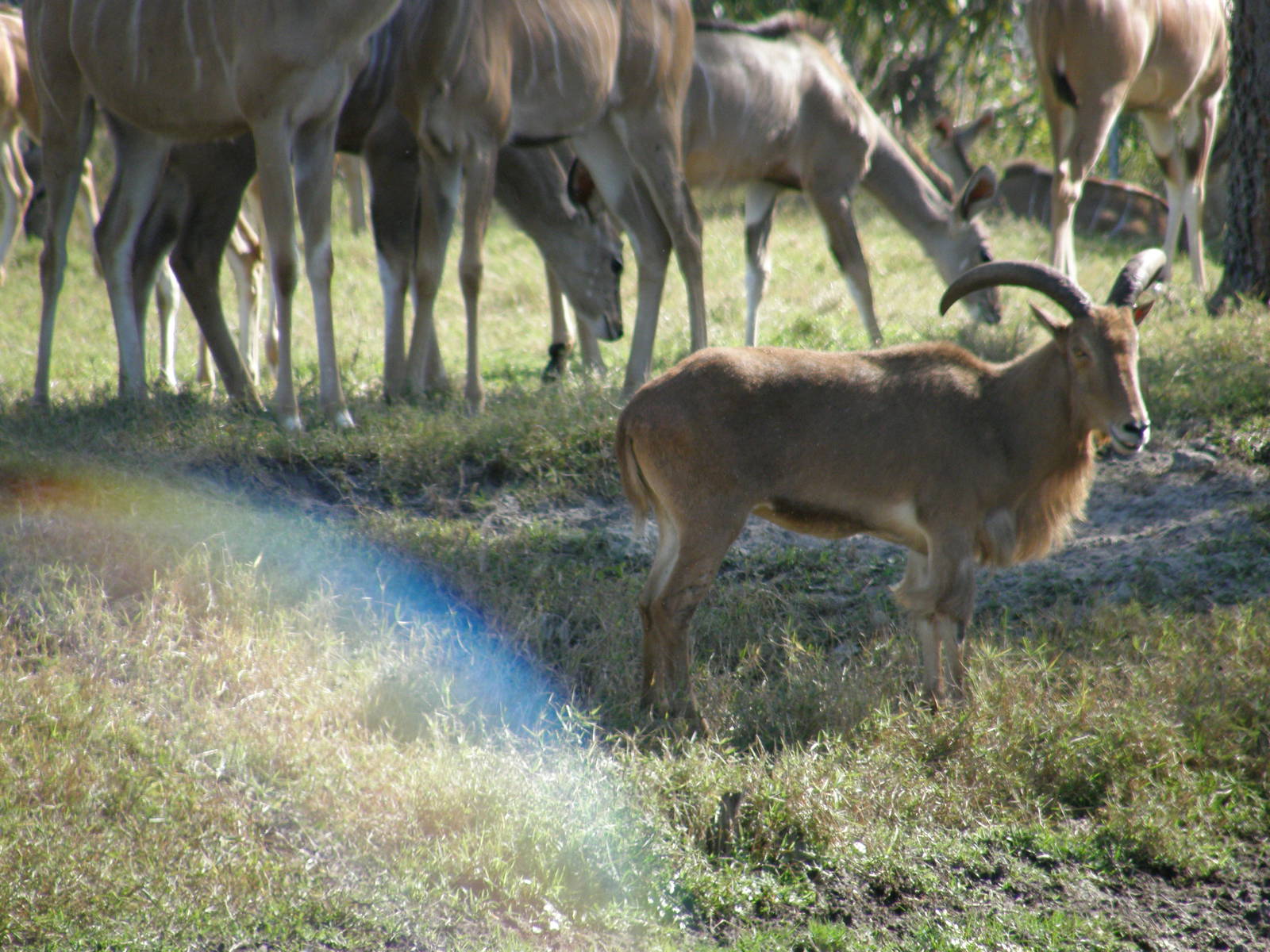 barbary goat and kudu