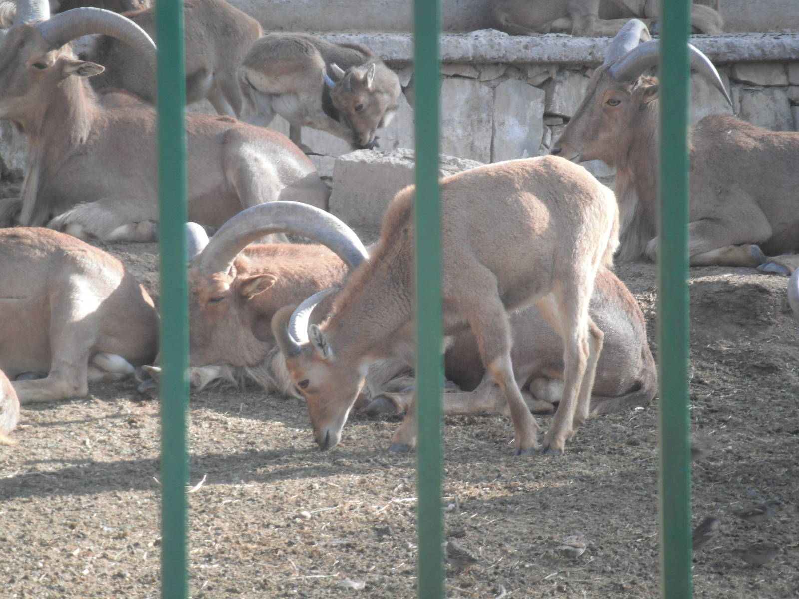 Barbary goats- 1st/Jan/2011