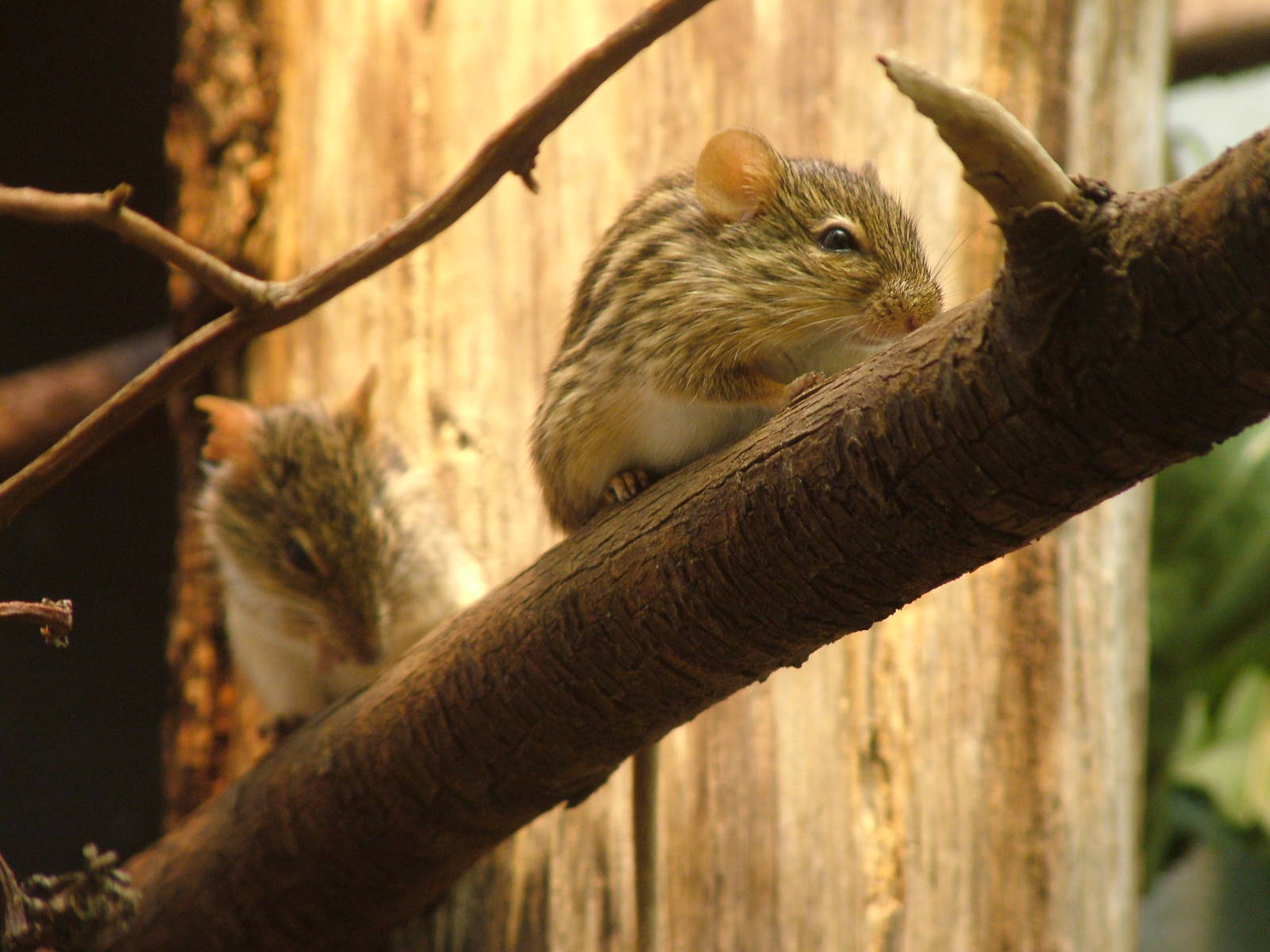 Barbary Grass Mouse at Frankfurt 31/08/10