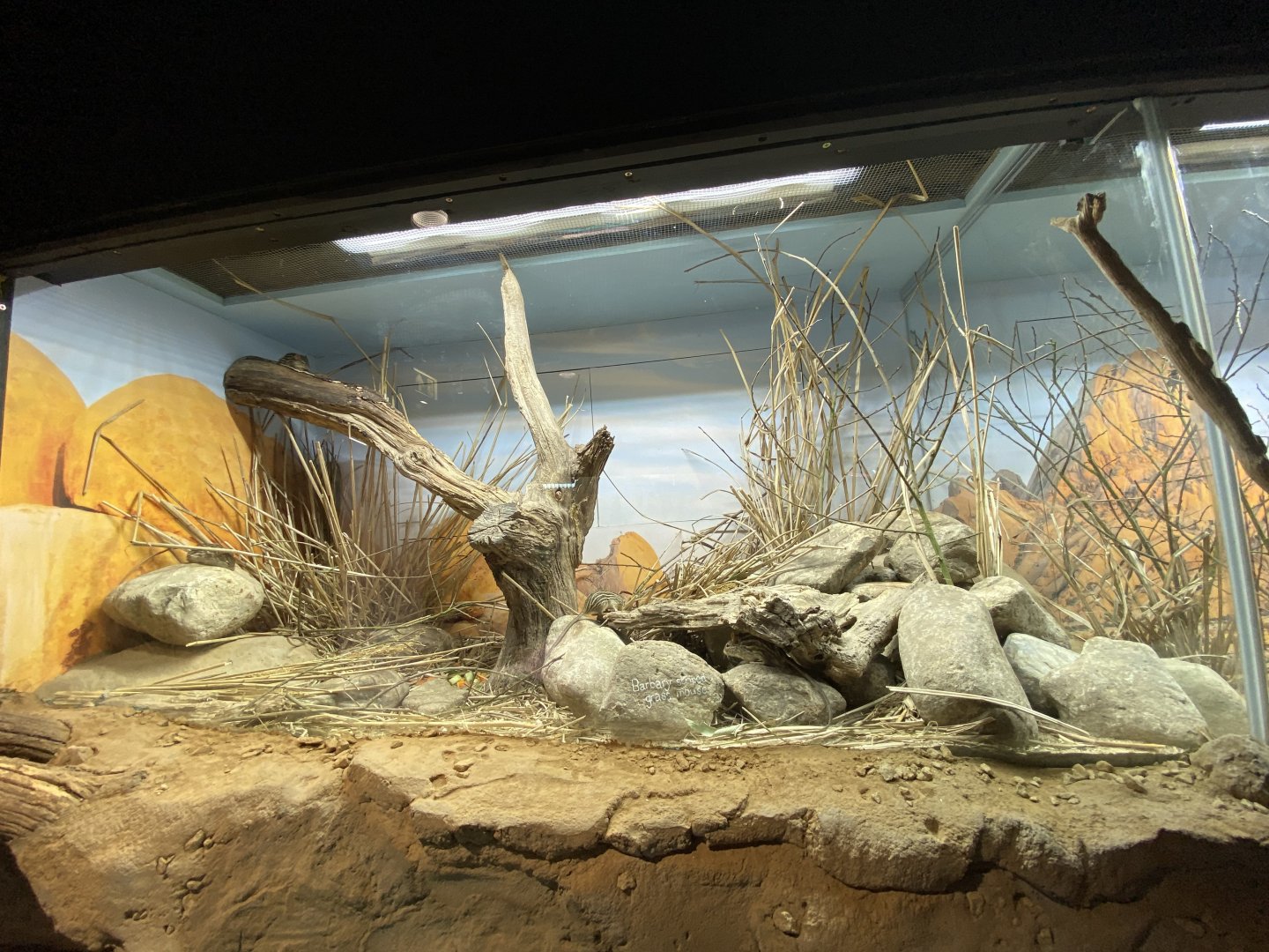 Barbary grass mouse exhibit