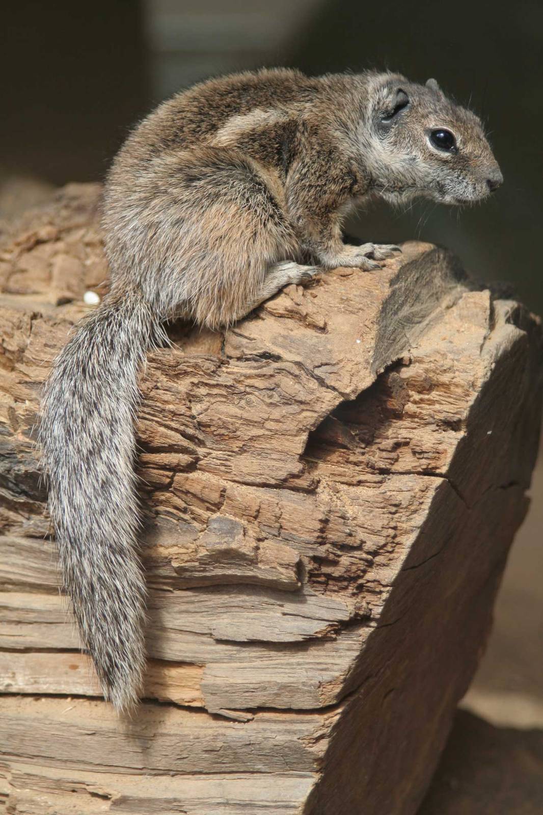 Barbary Ground Squirrel (Atlantoxerus getulus), 12.06.2007