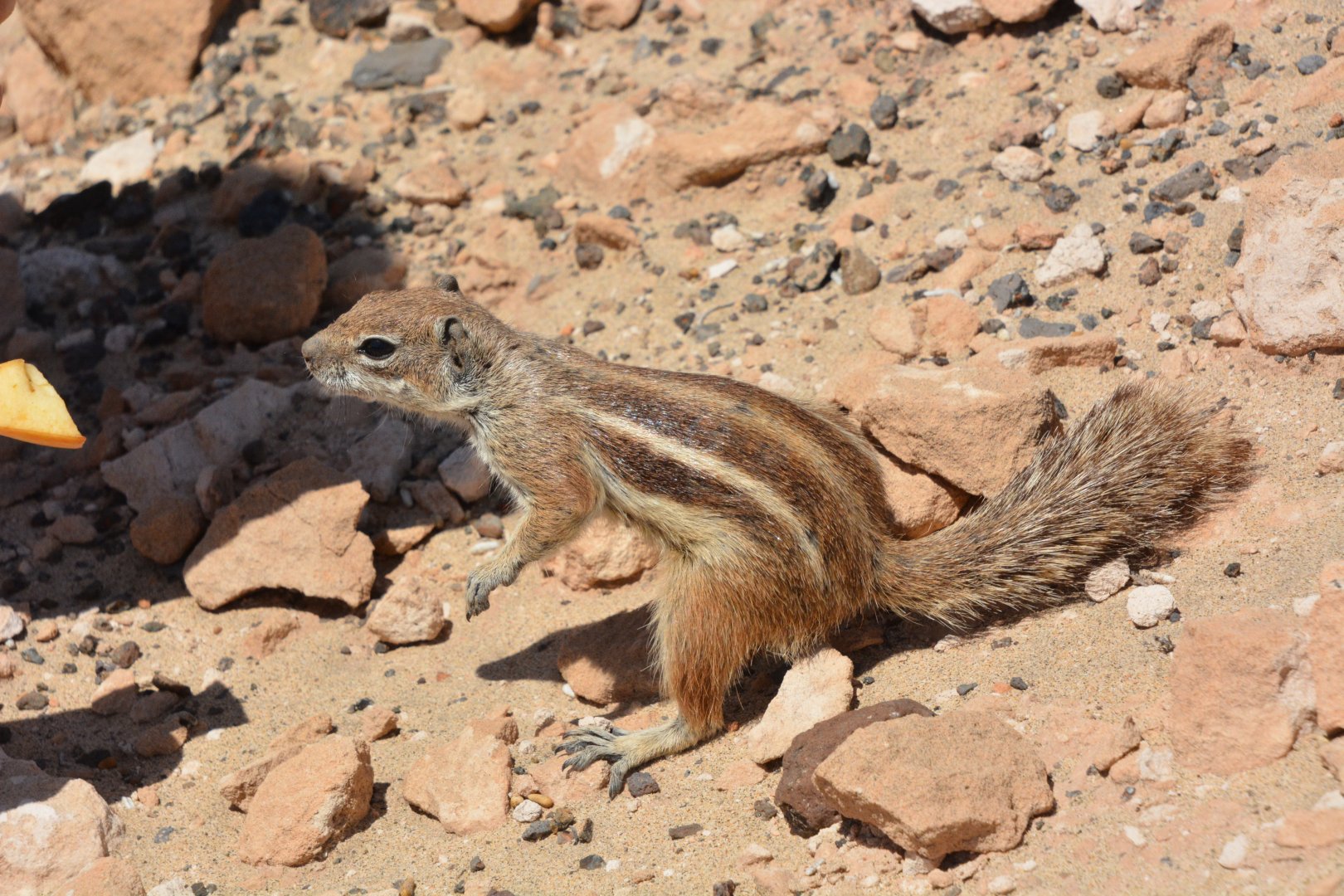 Barbary ground squirrel (Atlantoxerus getulus)