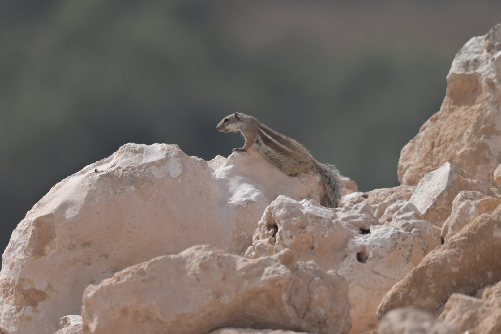 Barbary ground squirrel (Atlantoxerus getulus)